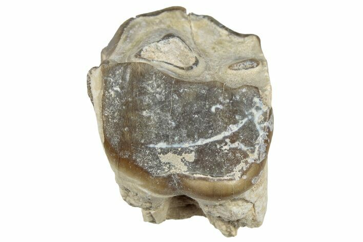 Fossil Running Rhino (Hyracodon) Tooth - South Dakota #300413